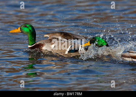 Stockente / Stockente (Anas Platyrhynchos) Drachen jagen und kämpfen auf See Stockfoto