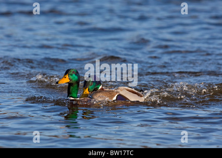 Stockente / Stockente (Anas Platyrhynchos) Männchen jagen und kämpfen auf See Stockfoto