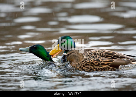 Stockente / Stockente (Anas Platyrhynchos) Männchen jagen und kämpfen auf See Stockfoto