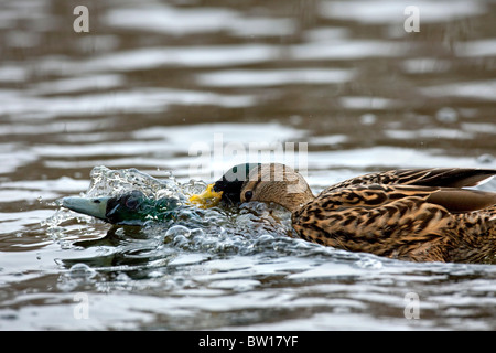 Stockente / Stockente (Anas Platyrhynchos) Drachen jagen und kämpfen auf See Stockfoto