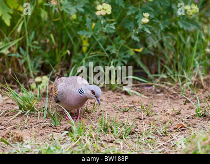 Turtle dove (Streptopelia Turtur) Fütterung auf Wiese Stockfoto