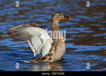 Stockente / Stockente (Anas Platyrhynchos) weiblich mit Flügeln schlägt auf See Stockfoto