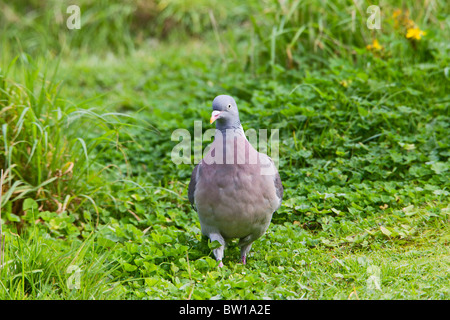 Ringeltaube (Columba Palumbus) - Fütterung in Wiese Stockfoto