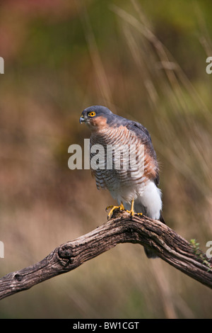 Sperber (Accipiter Nisus) auf Barsch im Herbst Stockfoto