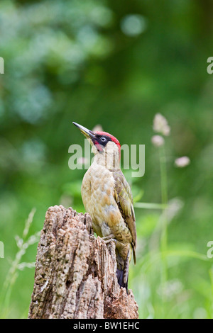 Grünspecht (Picus Viridis), die auf der Suche nach Insekten Stockfoto