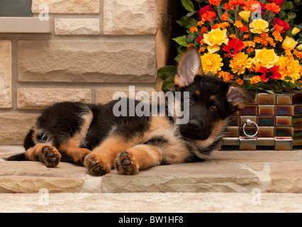 Deutscher Schäferhund Welpen bei acht Wochen alten liegen in einem Kamin Stockfoto