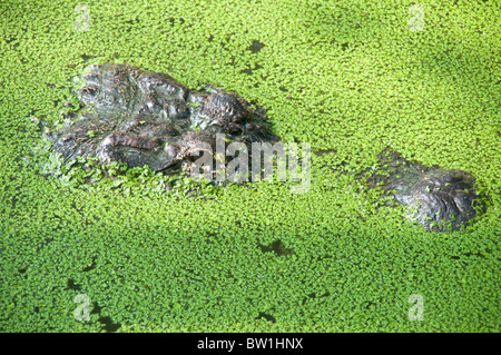 Nahaufnahme eines wilden American alligator auf der Oberfläche von einem Sumpf im atchafalaya National Wildlife Refuge, im südlichen Louisiana, USA. Stockfoto