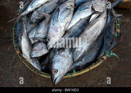 Fischmarkt, Chittagong, Bangladesch Stockfoto