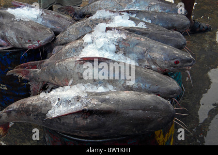 Fischmarkt, Chittagong, Bangladesch Stockfoto