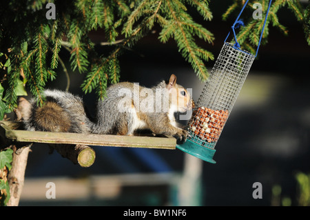 Graue Eichhörnchen Verzehr von Nüssen aus ein Vogelhaus mit seinen Händen, um die Zuführung näher zu ziehen. Stockfoto