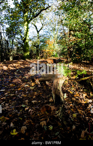 Ein Totholz Protokoll liegt zur Seite einen Fußweg-Spaziergang durch eine sonnige "Bluebell Wood" in Grappenhall Heys, Warrington, Cheshire im Herbst Stockfoto