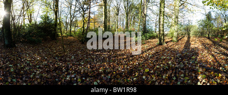 Panoramablick über den Wanderweg zu Fuß durch einen sonnigen "Bluebell Wood" in Grappenhall Heys, Warrington, Cheshire im Herbst Stockfoto