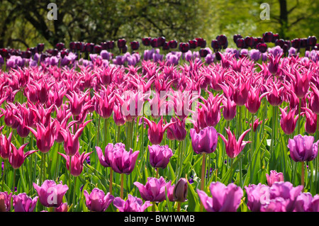 Bunte Tulpen Blumen blühen im Frühjahr. Stockfoto