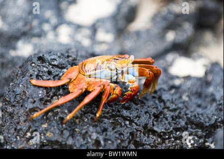 Sally lightfoot Crab (Grapsus grapsus), Cormorant Point, Isla Santa Maria oder Floreana Island, Galapagos Islands, Ecuador. Stockfoto