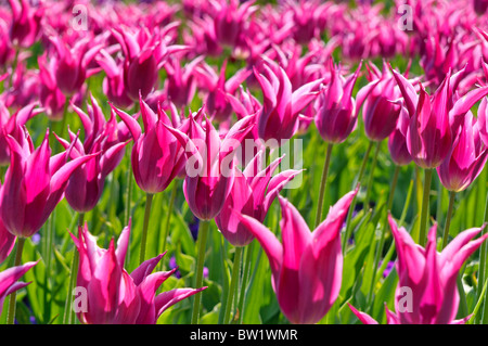 Bunte Tulpen Blumen blühen im Frühjahr. Stockfoto