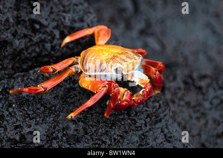 Sally lightfoot Crab (Grapsus grapsus), Cormorant Point, Isla Santa Maria oder Floreana Island, Galapagos Islands, Ecuador. Stockfoto