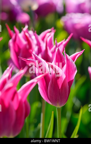 Bunte Tulpen Blumen blühen im Frühjahr. Stockfoto