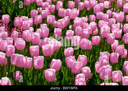 Bunte Tulpen Blumen blühen im Frühjahr. Stockfoto