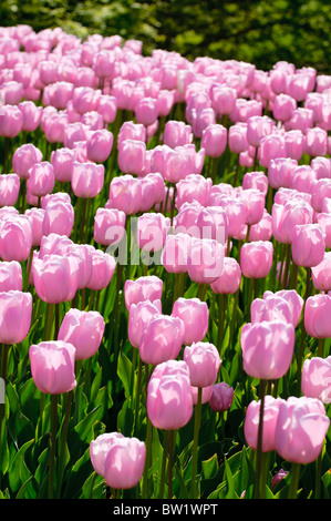 Bunte Tulpen Blumen blühen im Frühjahr. Stockfoto