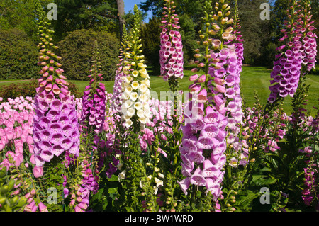 Fingerhut flowe Stockfoto