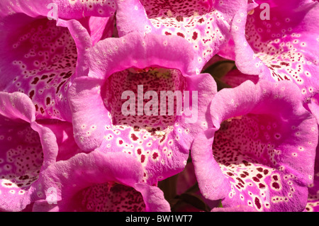 Fingerhut flowe Stockfoto