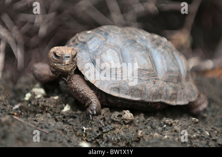Galapagos-Inseln, Ecuador. Riesenschildkröte (Geochelone Nigra), Charles Darwin Research Station, Puerto Ayora, Isla Santa Cruz. Stockfoto