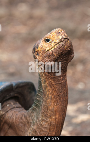 Galapagos-Inseln, Ecuador. Riesenschildkröte (Geochelone Nigra), Charles Darwin Research Station, Puerto Ayora, Isla Santa Cruz. Stockfoto