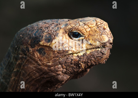Galapagos-Inseln, Ecuador. Riesenschildkröte (Geochelone Nigra), Charles Darwin Research Station, Puerto Ayora, Isla Santa Cruz. Stockfoto