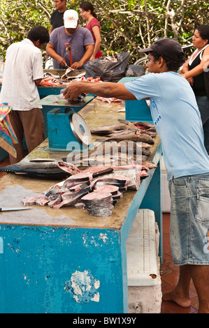 Galapagos-Inseln, Ecuador. Fischmarkt, Puerto Ayora, Isla Santa Cruz (Insel Santa Cruz). Stockfoto