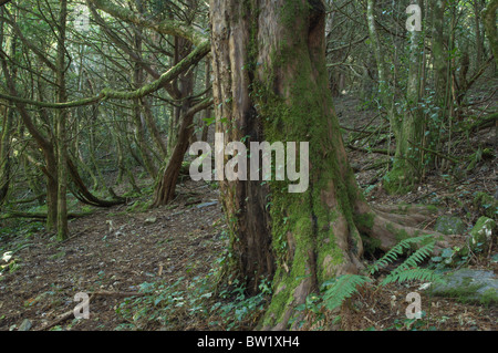 Wald der Eibe (Taxus Baccata) Stockfoto