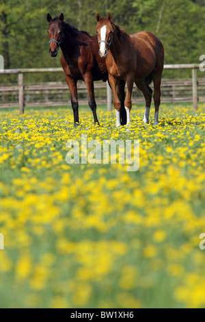 Pferde in einem Feld von Butterblumen Stockfoto