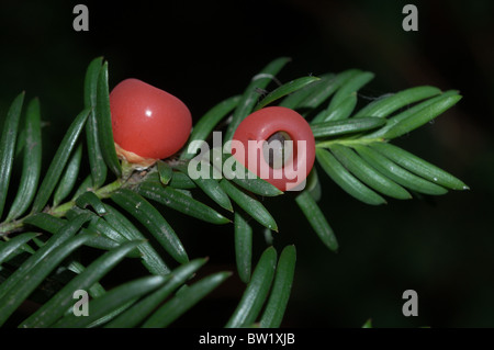 Beeren der Eibe (Taxus Baccata) Stockfoto