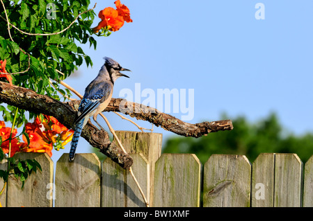 Ein Bluejay, Cyanocitta cristata, thront auf einer Extremität, umgeben von Trompetenblumen, Campsis radicans, vor einem blauen Himmel. Oklahoma, USA. Stockfoto