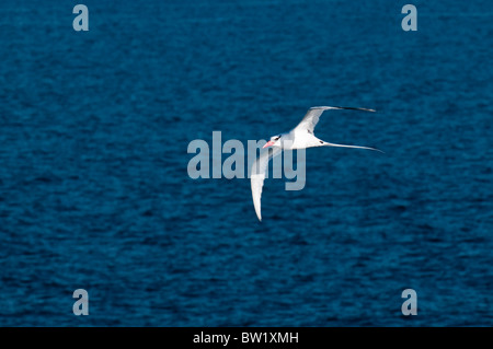 Rotschnabeltropicbird (Phaethon rubricauda), Isla Plaza (Plaza Island), Galapagosinseln, Ecuador. Stockfoto