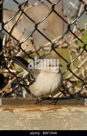 nördlicher Mockingbird Mimus polyglottos Stockfoto