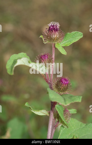 Gemeinsamen Klette (Arctium minus) Stockfoto