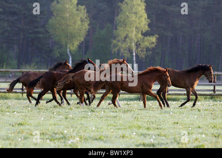 Galoppierende Pferde auf einer Weide am Morgen Stockfoto