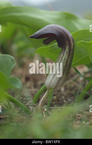 Mönchs Kutte oder Larus (Arisarum Vulgare) Stockfoto