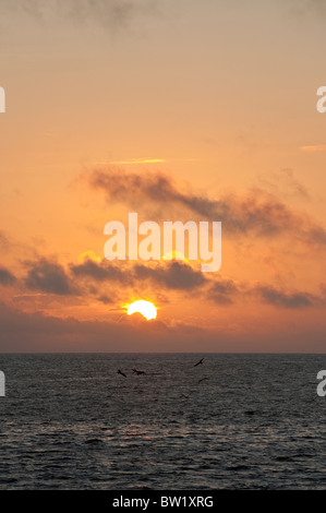 Sonnenuntergang, Nord-Seymour-Insel, Galapagos-Inseln, Ecuador. Stockfoto