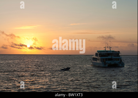 Kreuzfahrtschiff Nord Seymour Island, Galapagos Inseln, Ecuador. Stockfoto