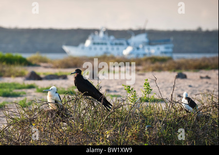 Herrlicher Fregatebird (Fregata Magnificens), Nordseymour Insel, Galapagosinseln, Ecuador. Stockfoto