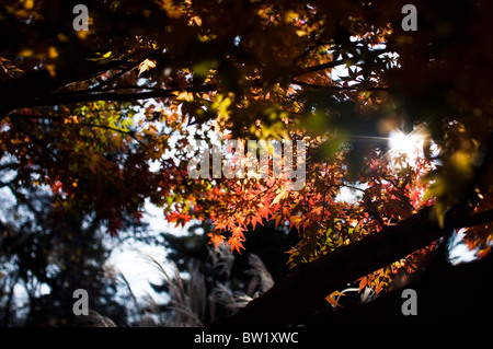 Die Blätter von Ahorn in warmes Sonnenlicht im Herbst / Herbst in New Jersey, USA. Stockfoto