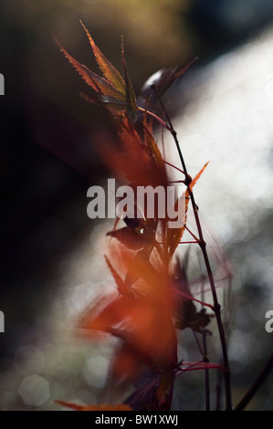 Ein junger Ahornbaum wiegen sich im Wind, während Herbst / Herbst in New Jersey, USA. Stockfoto