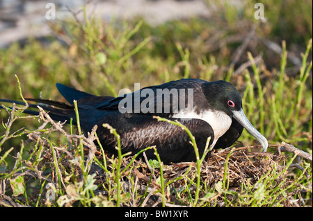 Herrlicher Fregatebird (Fregata Magnificens), Nordseymour Insel, Galapagosinseln, Ecuador. Stockfoto