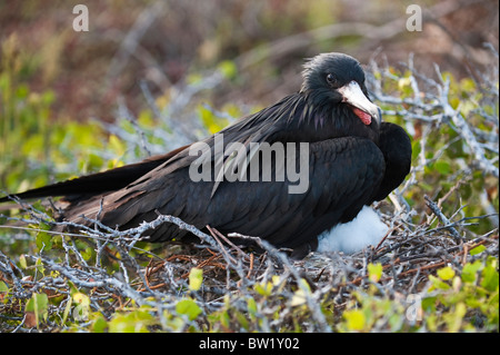 Herrlicher Fregatebird (Fregata Magnificens), Nordseymour Insel, Galapagosinseln, Ecuador. Stockfoto