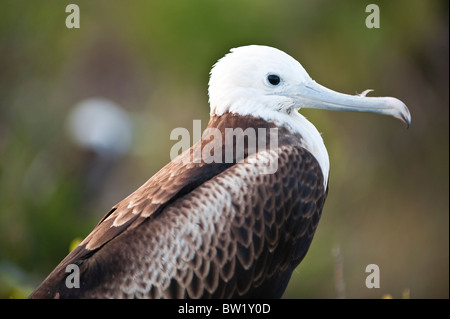 Junger, herrlicher Fregatebird (Fregata Magnificens), Nordseymour Insel, Galapagosinseln, Ecuador. Stockfoto