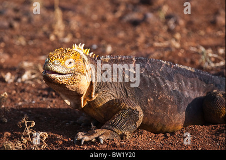 Galapagos-Landiguana (Conolophus subcristatus), Nordseymour-Insel, Galapagos-Inseln, Ecuador. Stockfoto