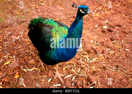 Indische Pfau Stockfoto