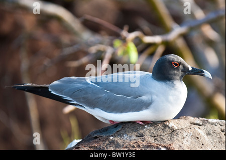 Schwalbenschwanz-Möwe (Creagrus furcatus), Nordseymour-Insel, Galapagosinseln, Ecuador. Stockfoto