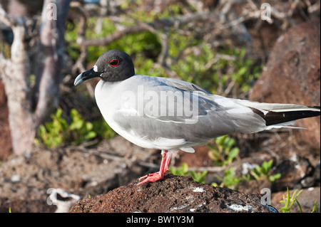 Schwalbenschwanz-Möwe (Creagrus furcatus), Nordseymour-Insel, Galapagosinseln, Ecuador. Stockfoto